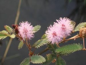 細畫眉草 細畫眉草