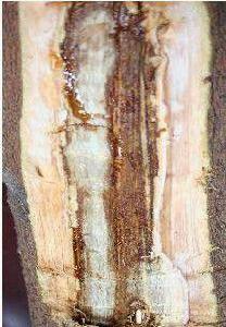 桉樹青枯病 桉樹青枯病