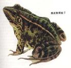 黑斜線側褶蛙 黑斜線側褶蛙