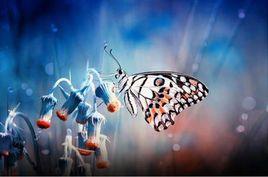 蝴蝶遷徒飛行之謎 蝴蝶遷徒飛行之謎