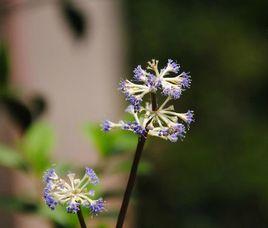 變豆菜屬 變豆菜屬