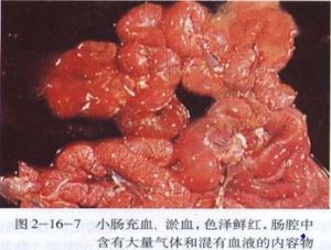 豬梭菌性腸炎病變
