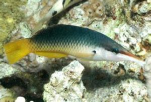 三色尖嘴魚 三色尖嘴魚