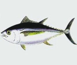 大眼鮪魚 大眼鮪魚