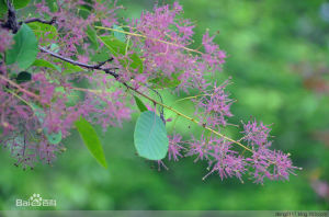 粉背黃櫨 粉背黃櫨