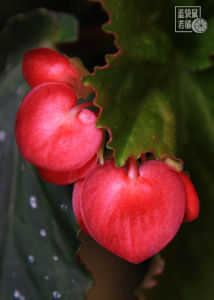 銀星竹節秋海棠 銀星竹節秋海棠
