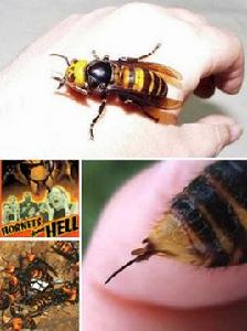 日本大黃蜂 日本大黃蜂