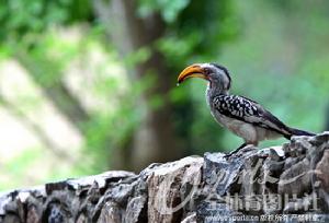 克魯格國家公園