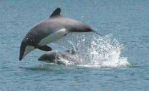 黑喙頭海豚 黑喙頭海豚