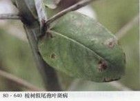 檳榔葉疫病 檳榔葉疫病