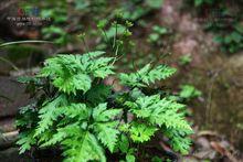 藥材基源——黃連