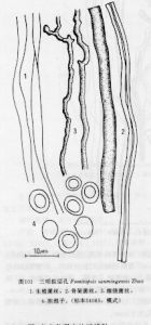 三明擬層孔 三明擬層孔