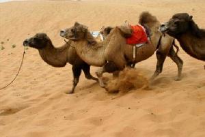 安南壩野駱駝自然保護區