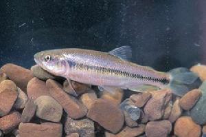 台灣馬口魚 台灣馬口魚