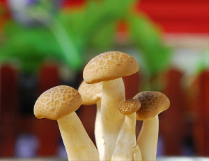 菌類植物 菌類植物