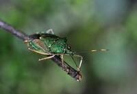 蓬萊厲椿象 蓬萊厲椿象