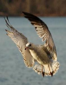 羅斯氏鷗 羅斯氏鷗