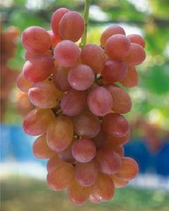 紅羅莎里奧 紅羅莎里奧