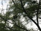 錐葉池杉