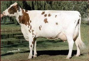 加拿大荷斯坦良種奶牛 加拿大荷斯坦良種奶牛