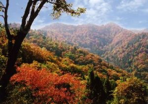 太安林海 太安林海