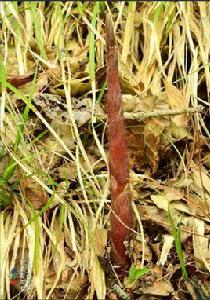 龍頭箭竹 龍頭箭竹