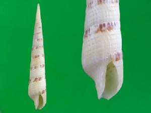 優美筍螺 優美筍螺