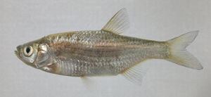 大鱗梅氏鯿 大鱗梅氏鯿