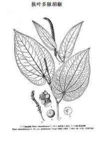 狹葉多脈胡椒 狹葉多脈胡椒