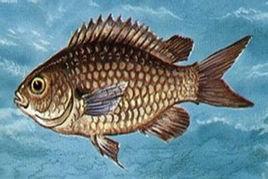 尾斑光鰓魚 尾斑光鰓魚