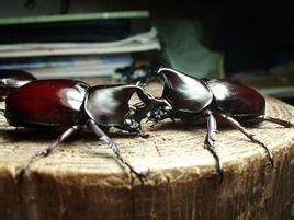 乳八鋏蟲屬 乳八鋏蟲屬