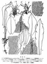 圓葉匐燈蘚 圓葉匐燈蘚