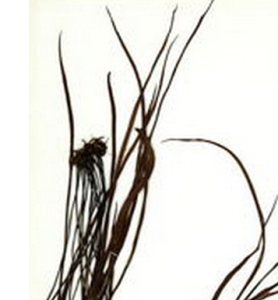 垂葉書帶蕨 垂葉書帶蕨