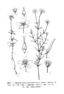 粉花無心菜(原變型) 粉花無心菜(原變型)