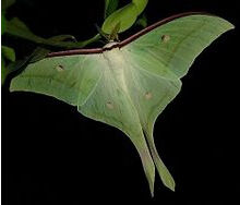 長尾單室茱萸 長尾單室茱萸