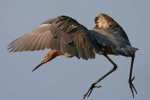 棕頸鷺