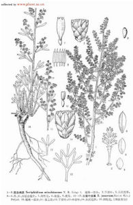 大頭三裂葉絹蒿 大頭三裂葉絹蒿