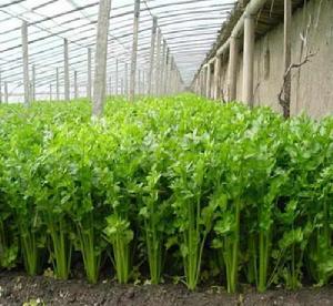 柘城胡芹 柘城胡芹