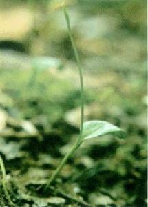 瓶耳小草[瓶耳小草]