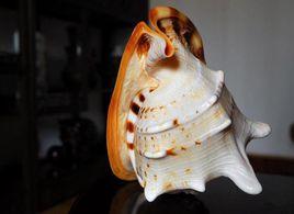 火焰唐冠螺 火焰唐冠螺