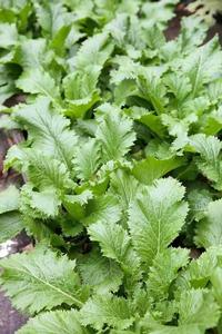 鄞州雪菜 鄞州雪菜