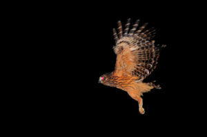 夜幕中的黃腳漁鴞