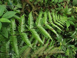 黑鱗西域鱗毛蕨(亞種) 黑鱗西域鱗毛蕨(亞種)