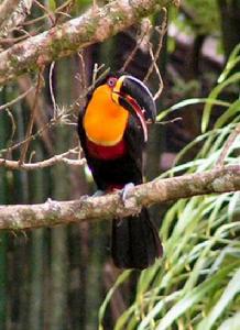 凹嘴巨嘴鳥 凹嘴巨嘴鳥