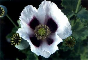 《三分之二的苦衷》