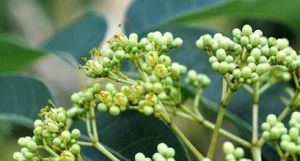 四川吳萸 四川吳萸