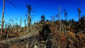 湯旺河森林風災遺址 湯旺河森林風災遺址