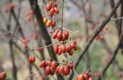 嶺南酸棗（原變種）