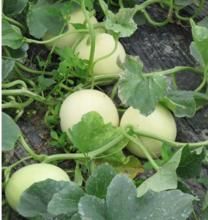 白玉滿堂 白玉滿堂