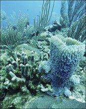 生物群面臨威脅